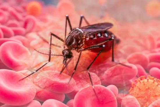 dengue symptoms in bangalore