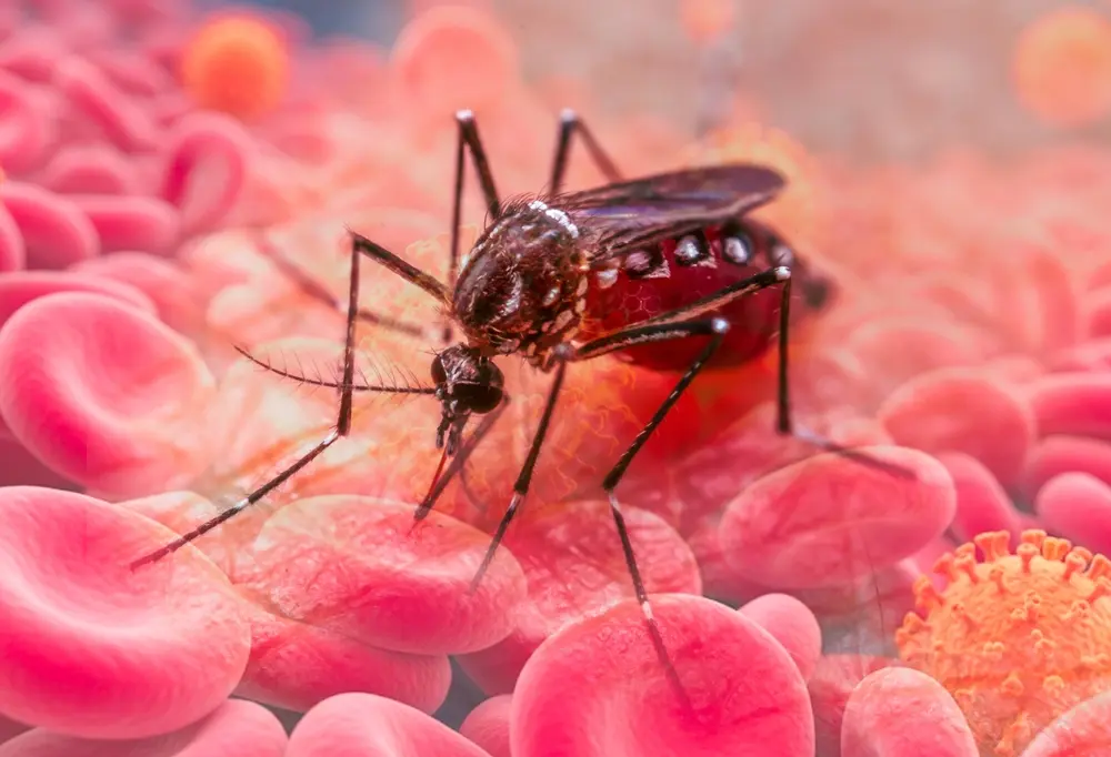 dengue symptoms in bangalore