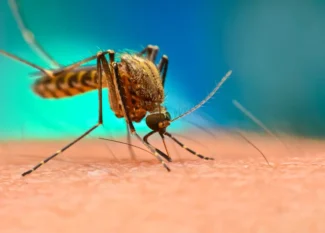 Dengue Fever Treatment at Home