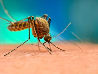 Dengue Fever Treatment at Home