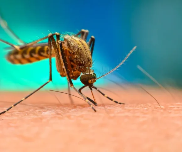 Dengue Fever Treatment at Home